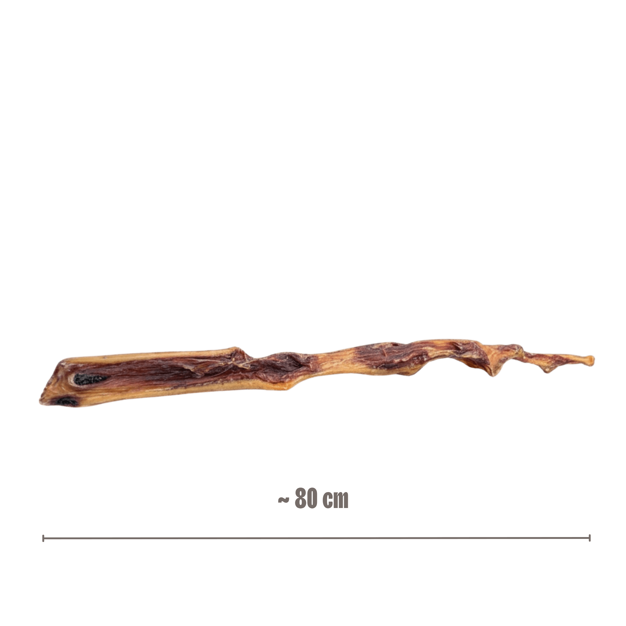 Die 80 cm lange Rinderhaut-Stange mit eingeblendeter Maßangabe zur Veranschaulichung der Länge.
