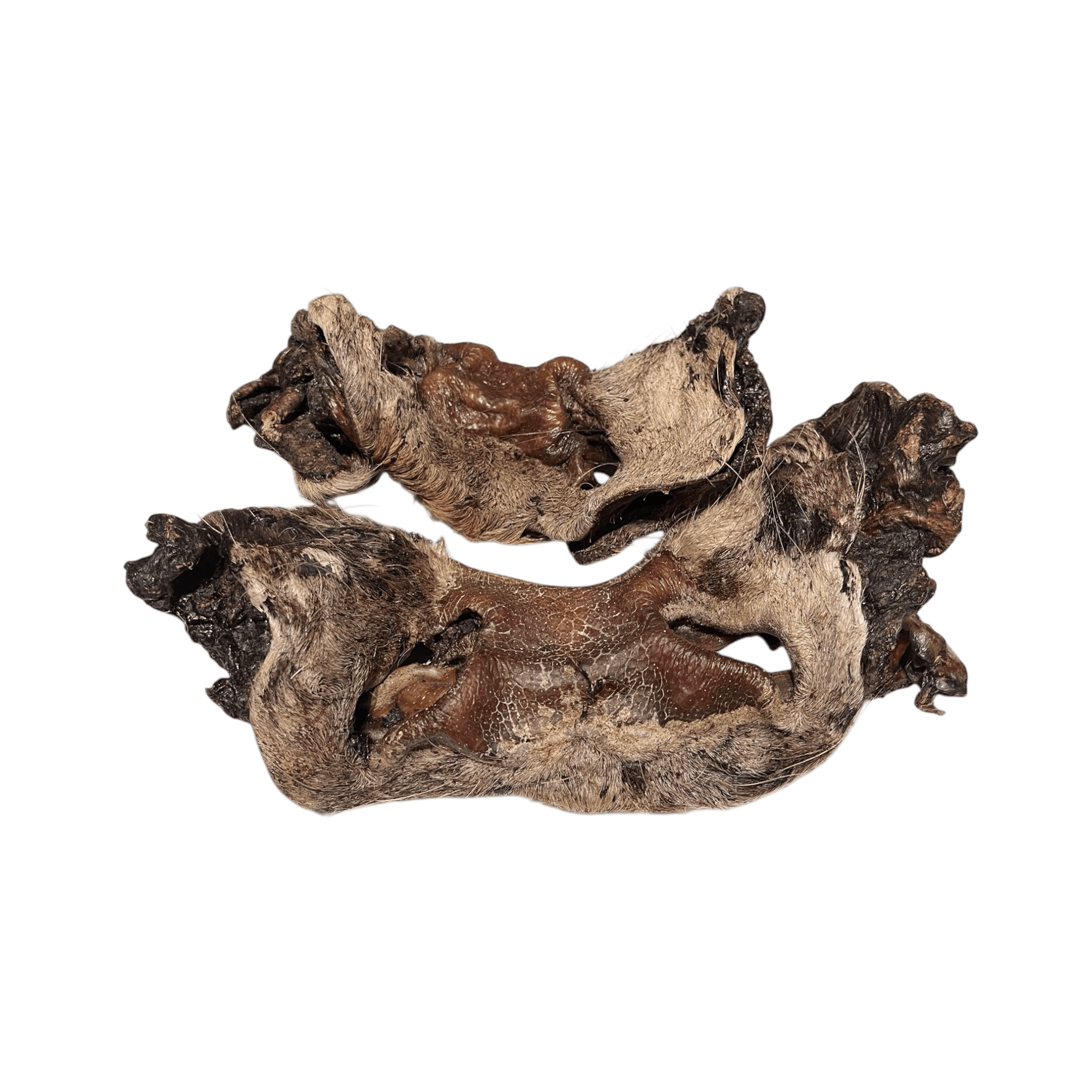 Rindernase mit Fell - Natürlicher Kauartikel für Hunde, ideal für kräftige Kauer und gesunde Zahnpflege.