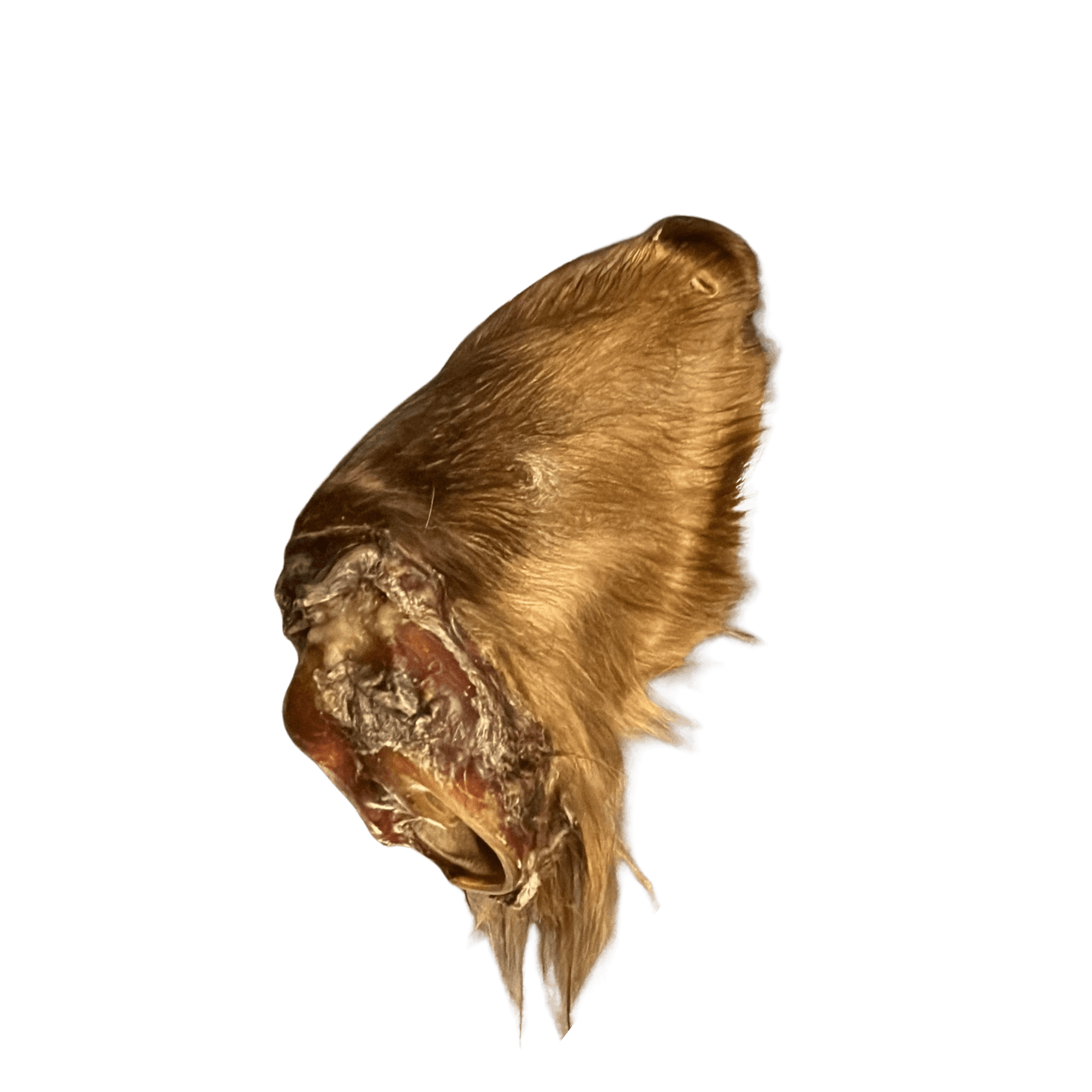 Rinderohr Größe L  – natürlicher Kauartikel für Hunde.