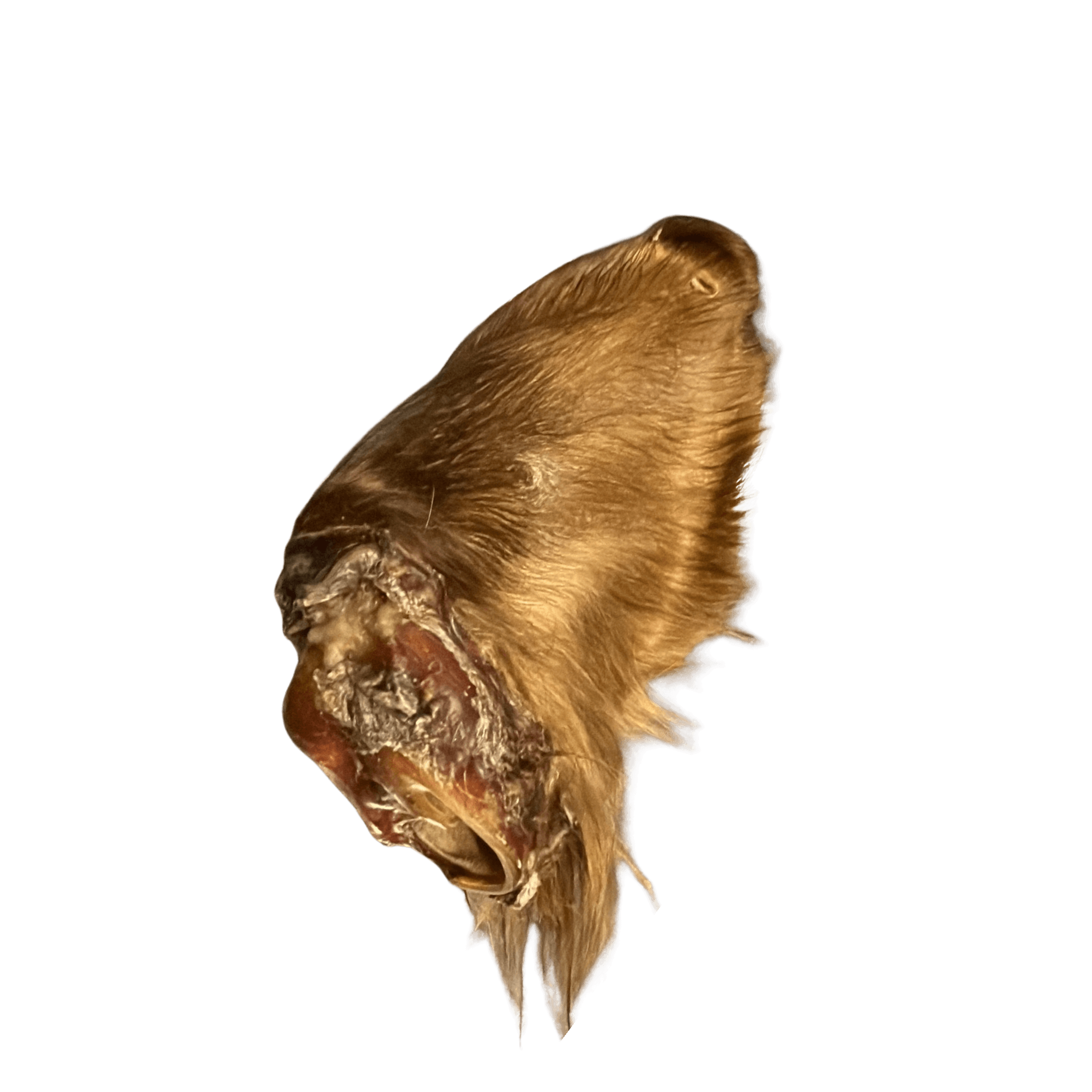 Rinderohr Größe L  – natürlicher Kauartikel für Hunde.