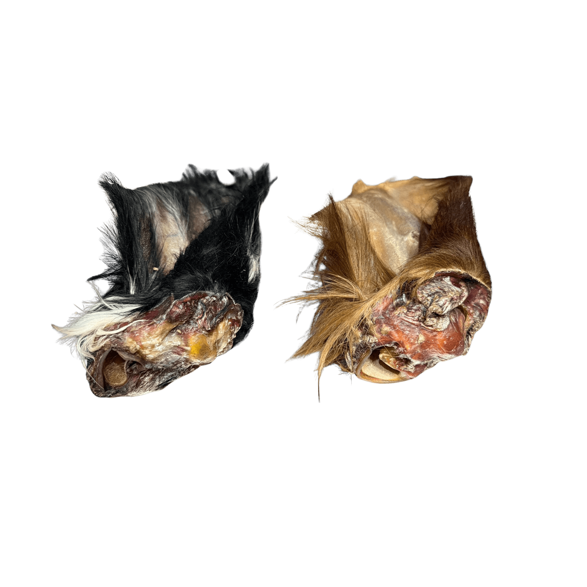 Zwei naturbelassene Rinderohren Größe L mit Fell als gesunder Kauartikel für Hunde