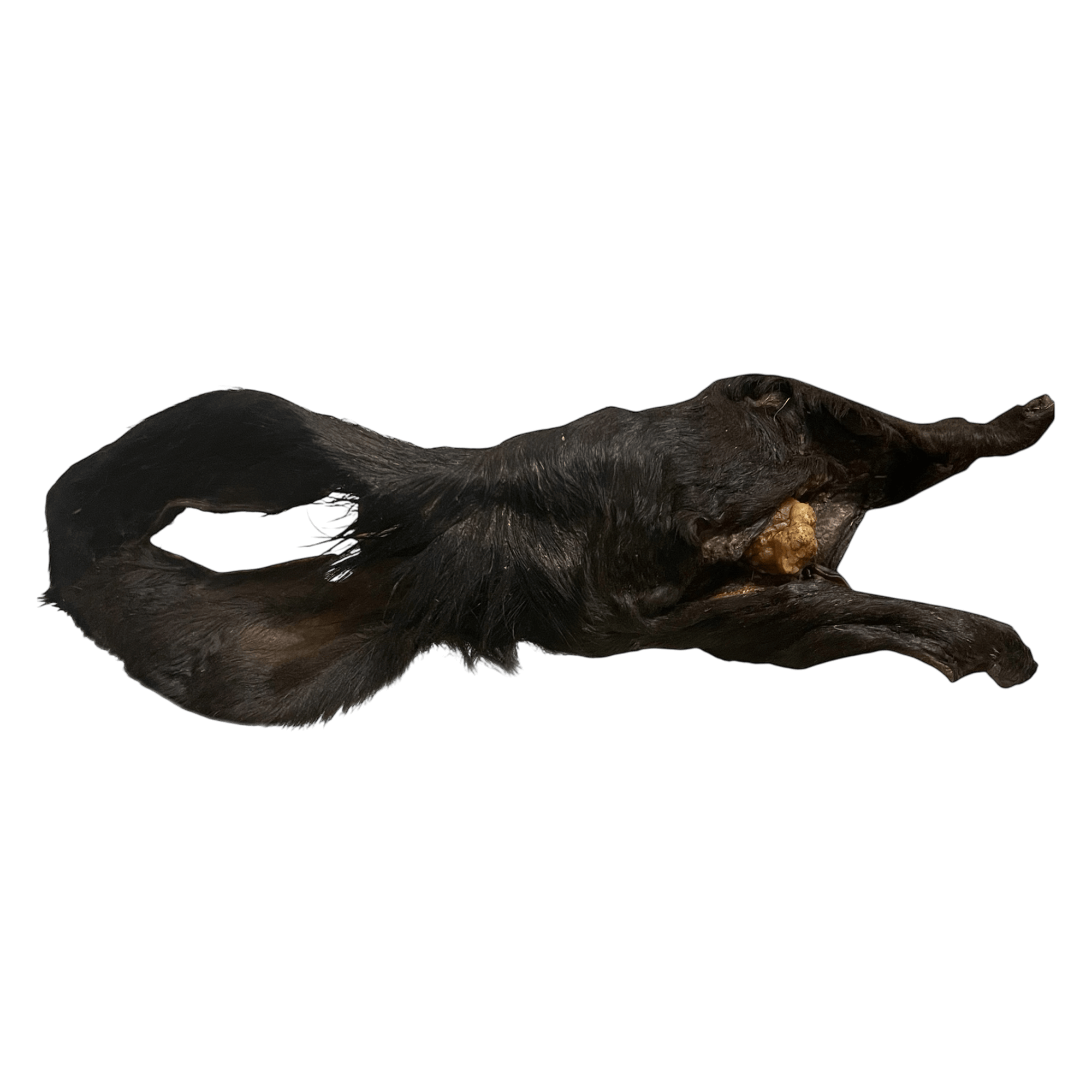 Rinderohr mit Fell (XXL) – Naturkauartikel für Hunde, natürlicher Kauartikel für große Hunde.