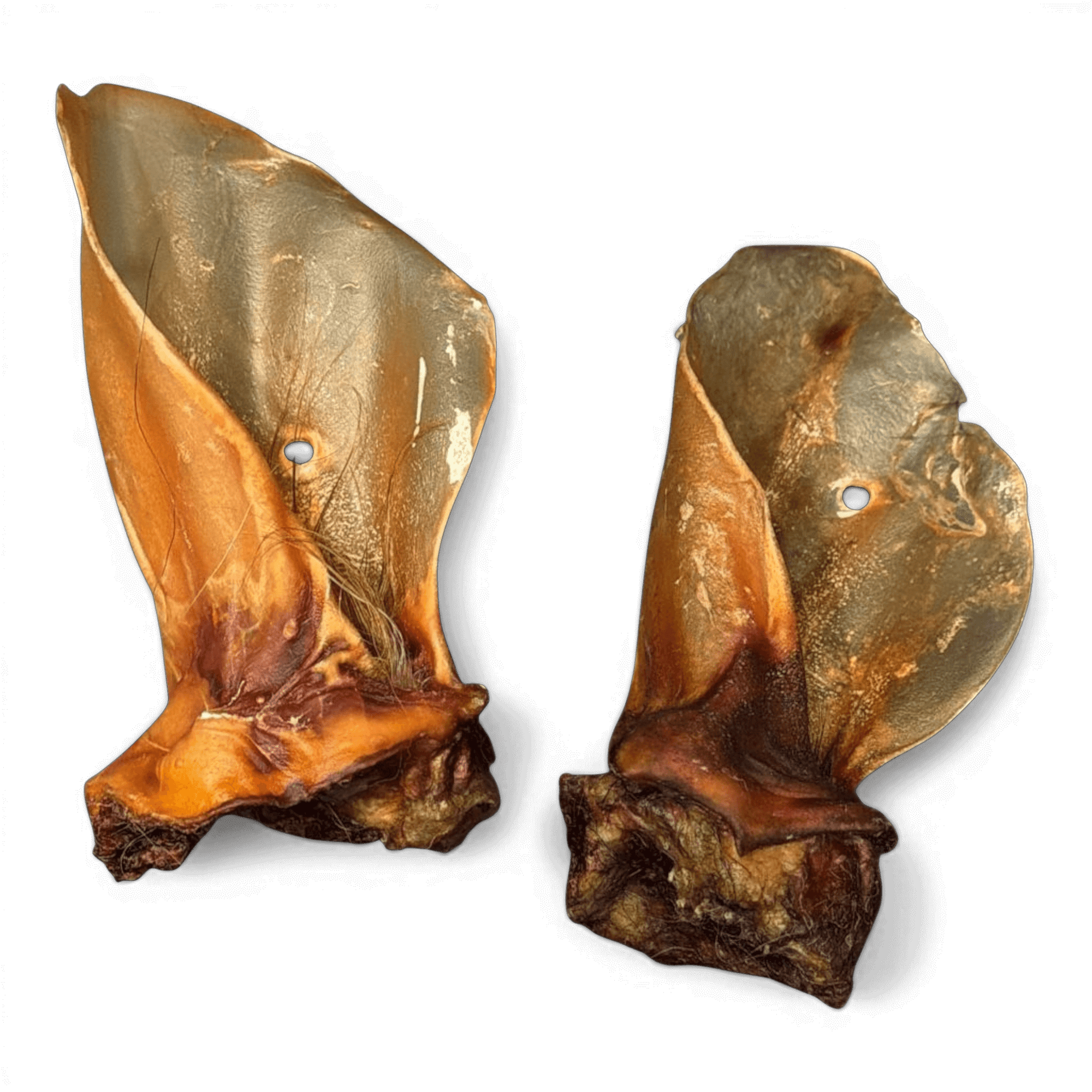 Zwei getrocknete Rinderohren für den Hund mit festem Muschelansatz für langen Kauspaß.