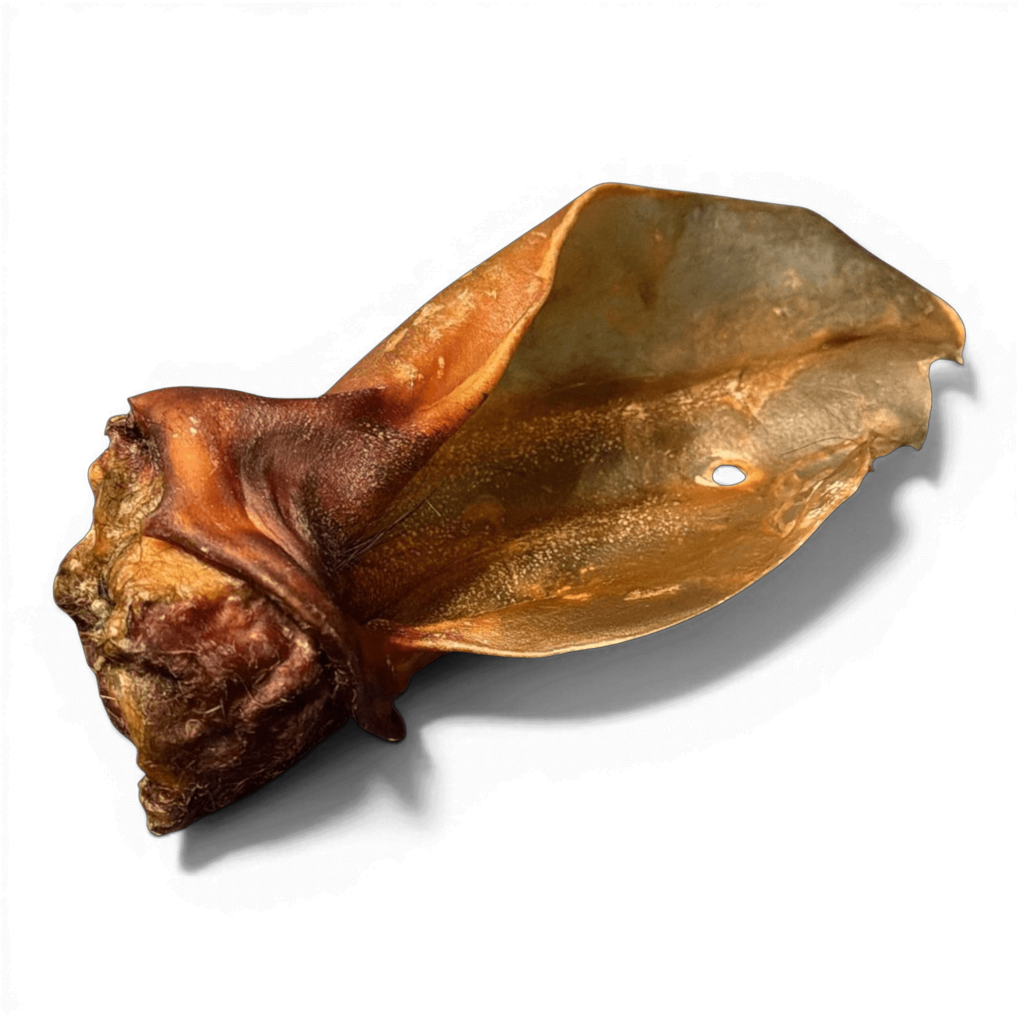 Ein naturbelassenes Rinderohr mit Muschel als extra harter Kauartikel für den Hund.