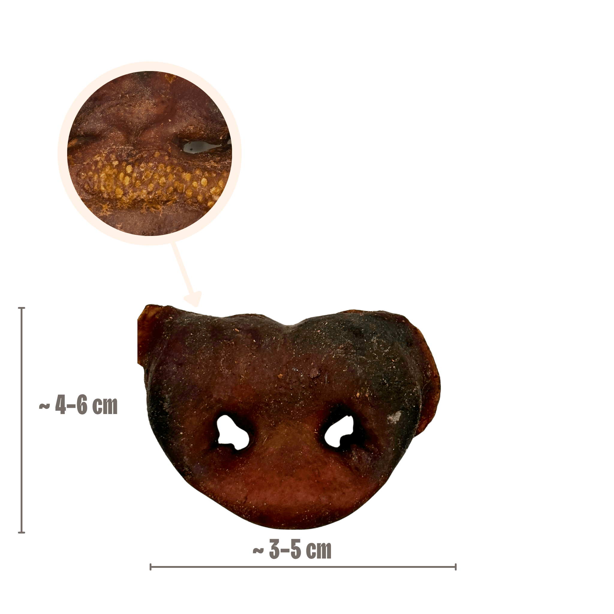 Getrocknete Schweinenase für Hunde mit Größenangabe in cm zur Veranschaulichung.