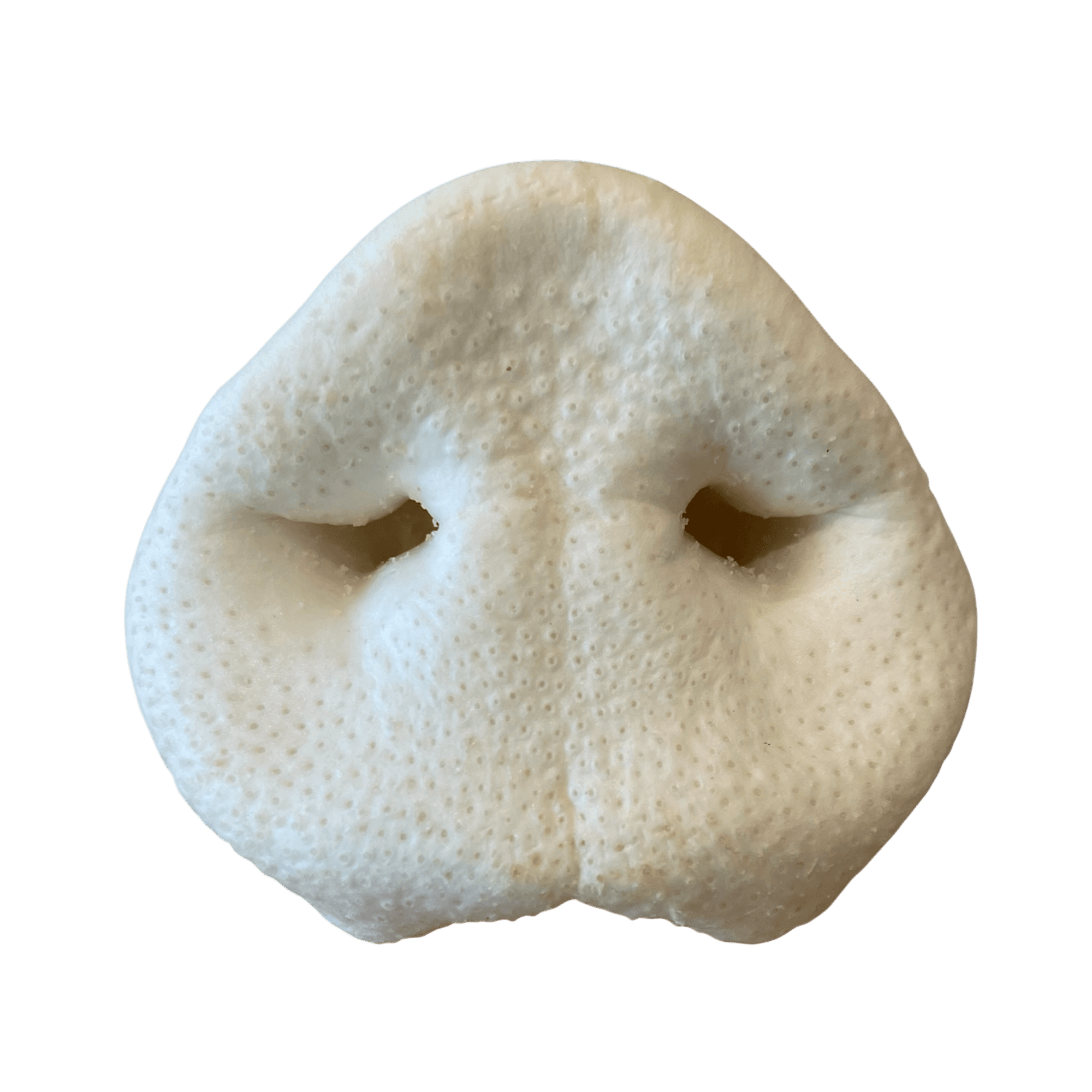 Schweinenase XL gepufft für Hunde, knusprige und natürliche Kauartikel.