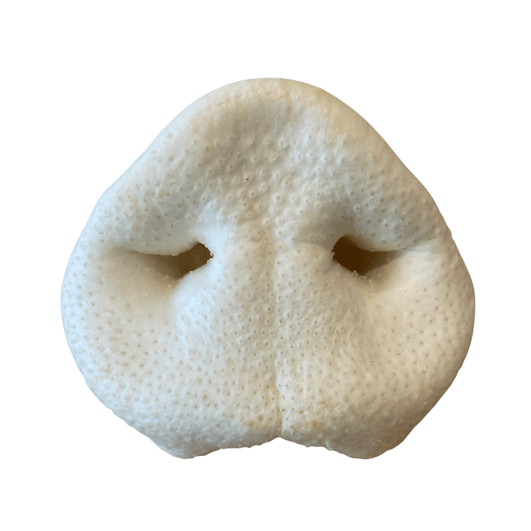 Schweinenase XL gepufft für Hunde, knusprige und natürliche Kauartikel.