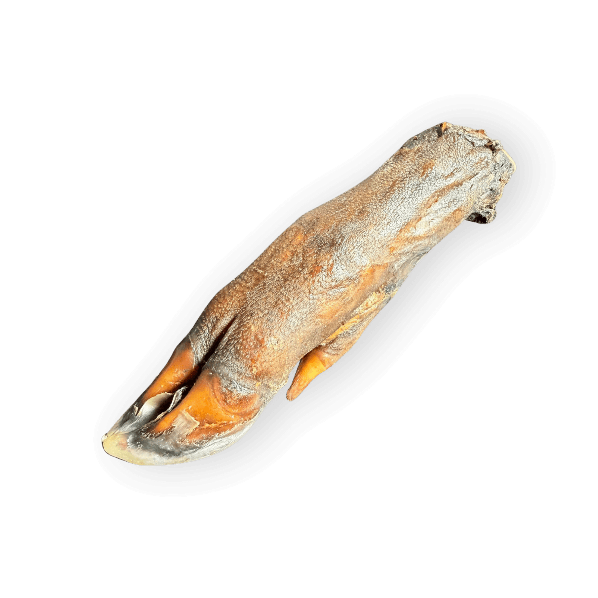 Eine unverpackte, diagonale Ansicht des gesamten getrockneten Wildschweinfuß-Kauartikel auf einem sauberen weißen Hintergrund