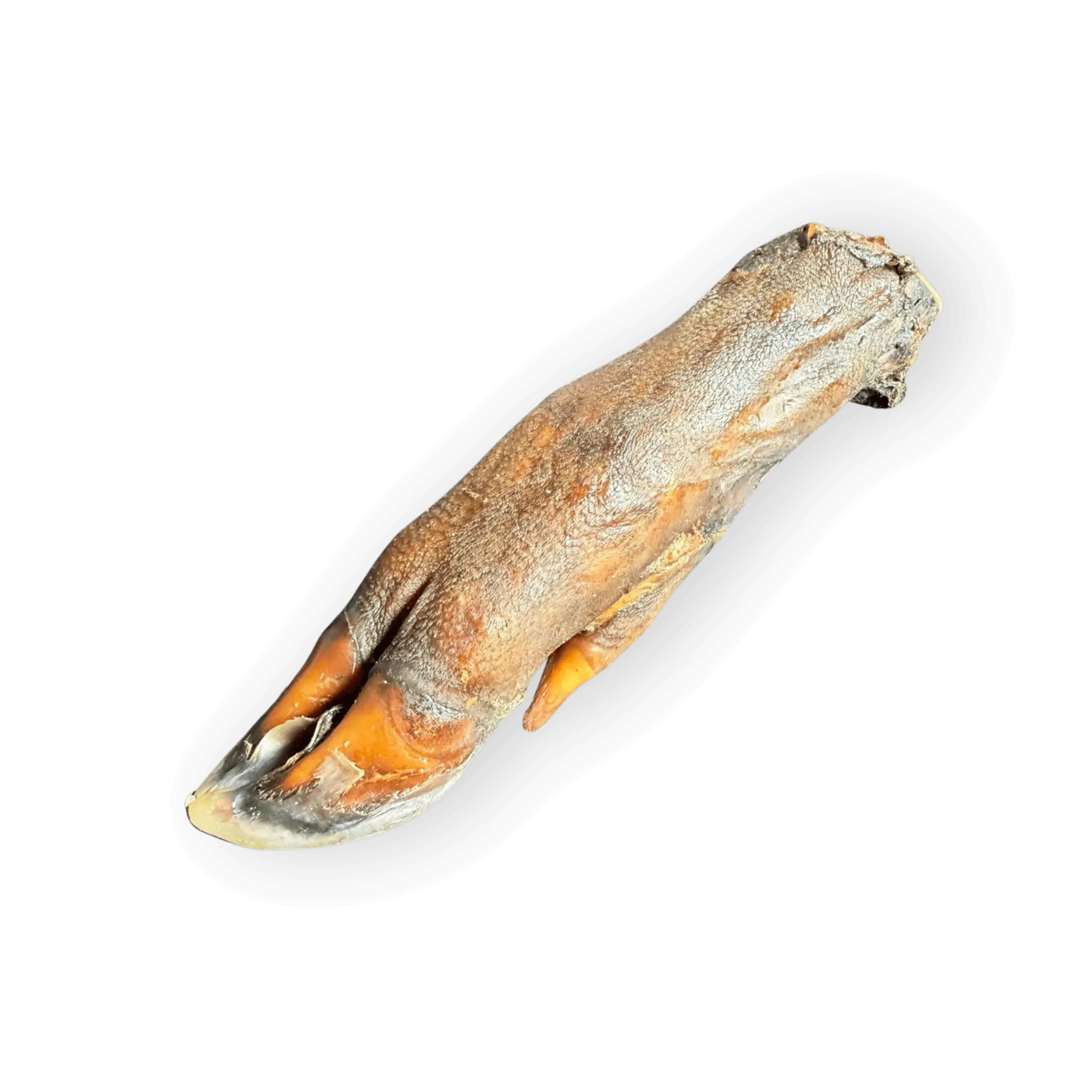 Eine unverpackte, diagonale Ansicht des gesamten getrockneten Wildschweinfuß-Kauartikel auf einem sauberen weißen Hintergrund