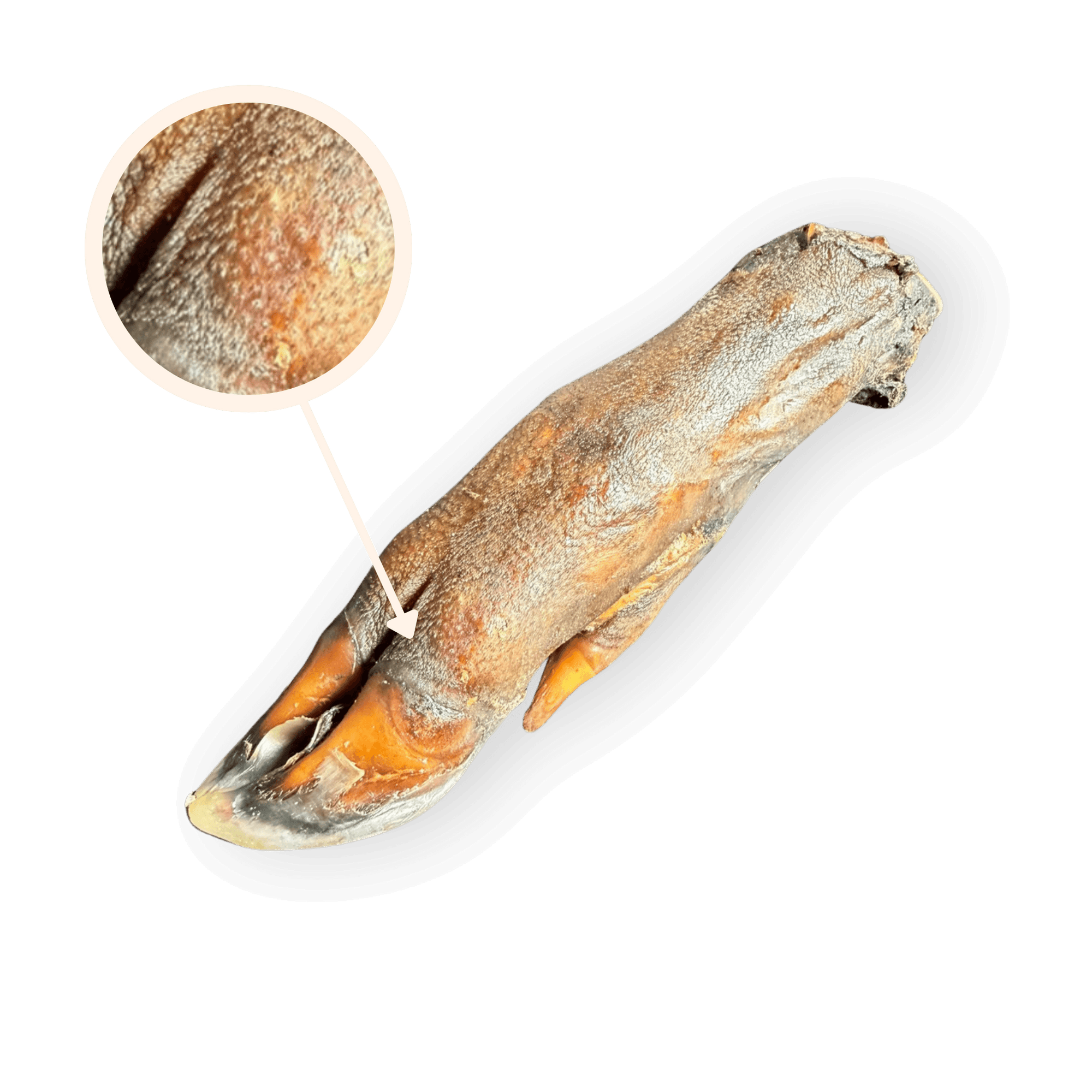 Eine unverpackte Ansicht eines Wildschweinfuß-Kauartikels auf weißem Hintergrund mit einem Kreisfenster-Detail. Ein Pfeil verbindet das Kreisfenster, das eine vergrößerte Nahaufnahme der dichten Fellhaut und Textur zeigt, mit dem entsprechenden Bereich auf dem Kauartikel.