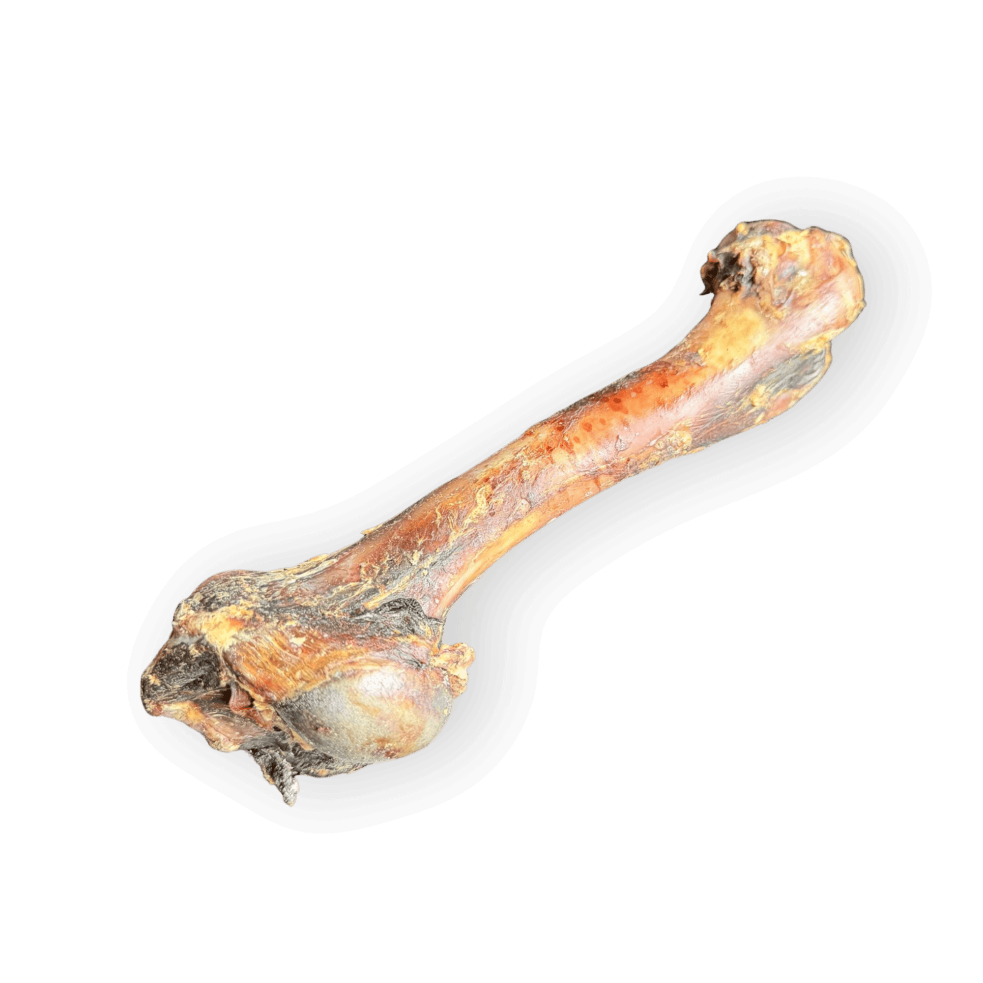 Ein ganzer Wildschweinknochen als natürlicher Kauartikel für Hunde auf weißem Hintergrund