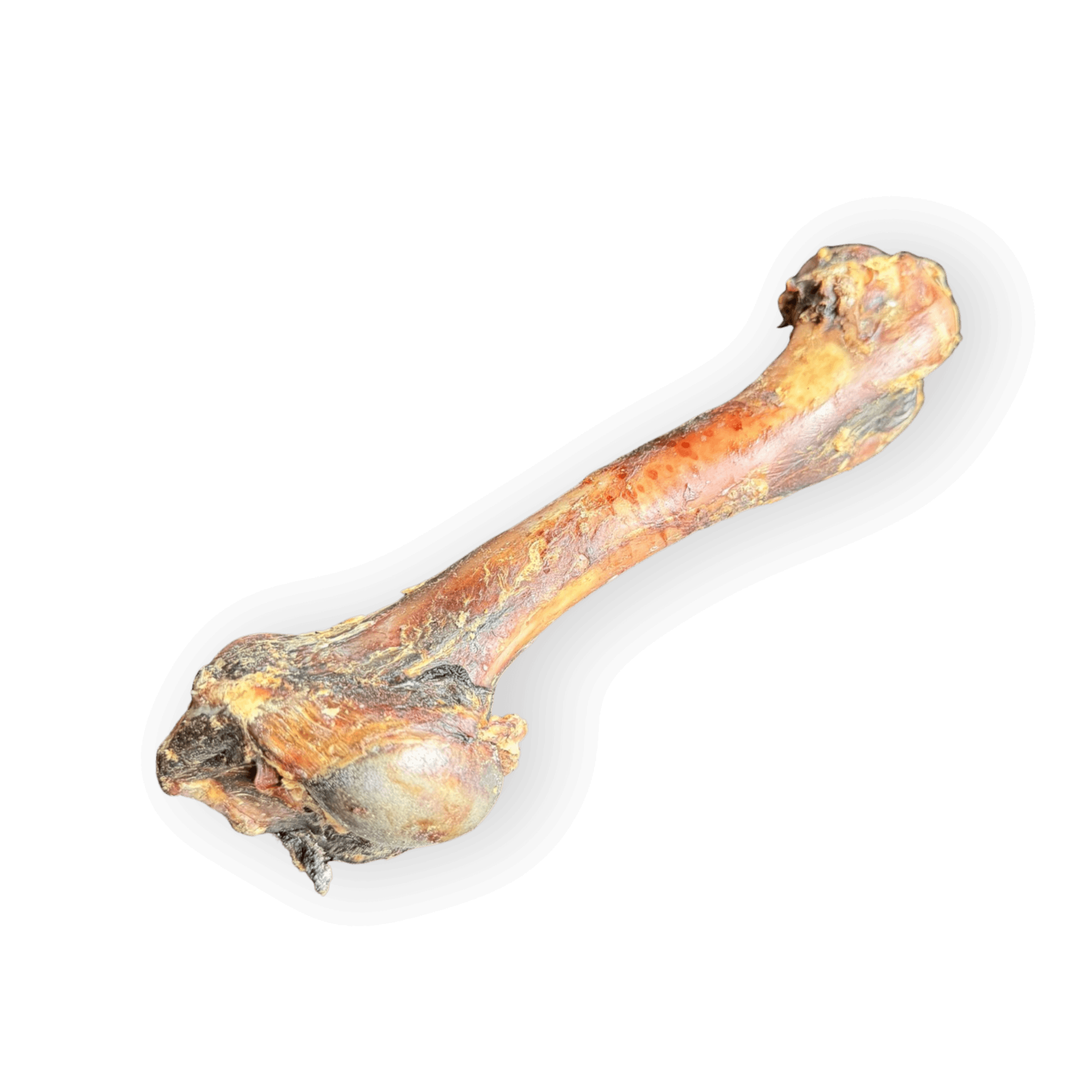 Ein ganzer Wildschweinknochen als natürlicher Kauartikel für Hunde auf weißem Hintergrund