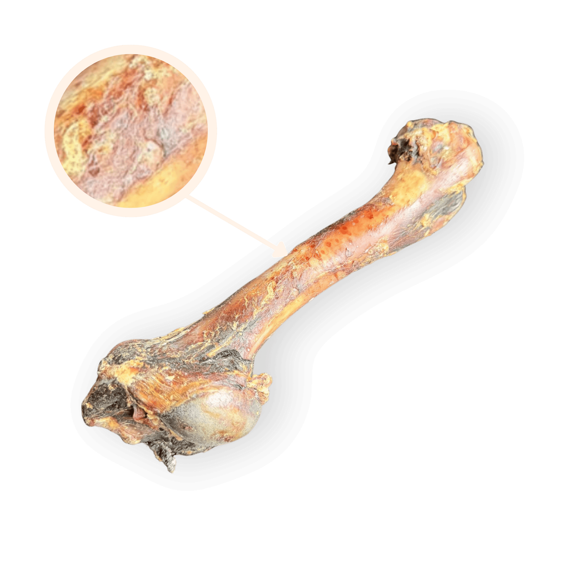 Nahaufnahme eines Wildschweinknochen-Kauartikels; eine Lupe zeigt die Fleischreste und die Struktur des harten Kausnacks