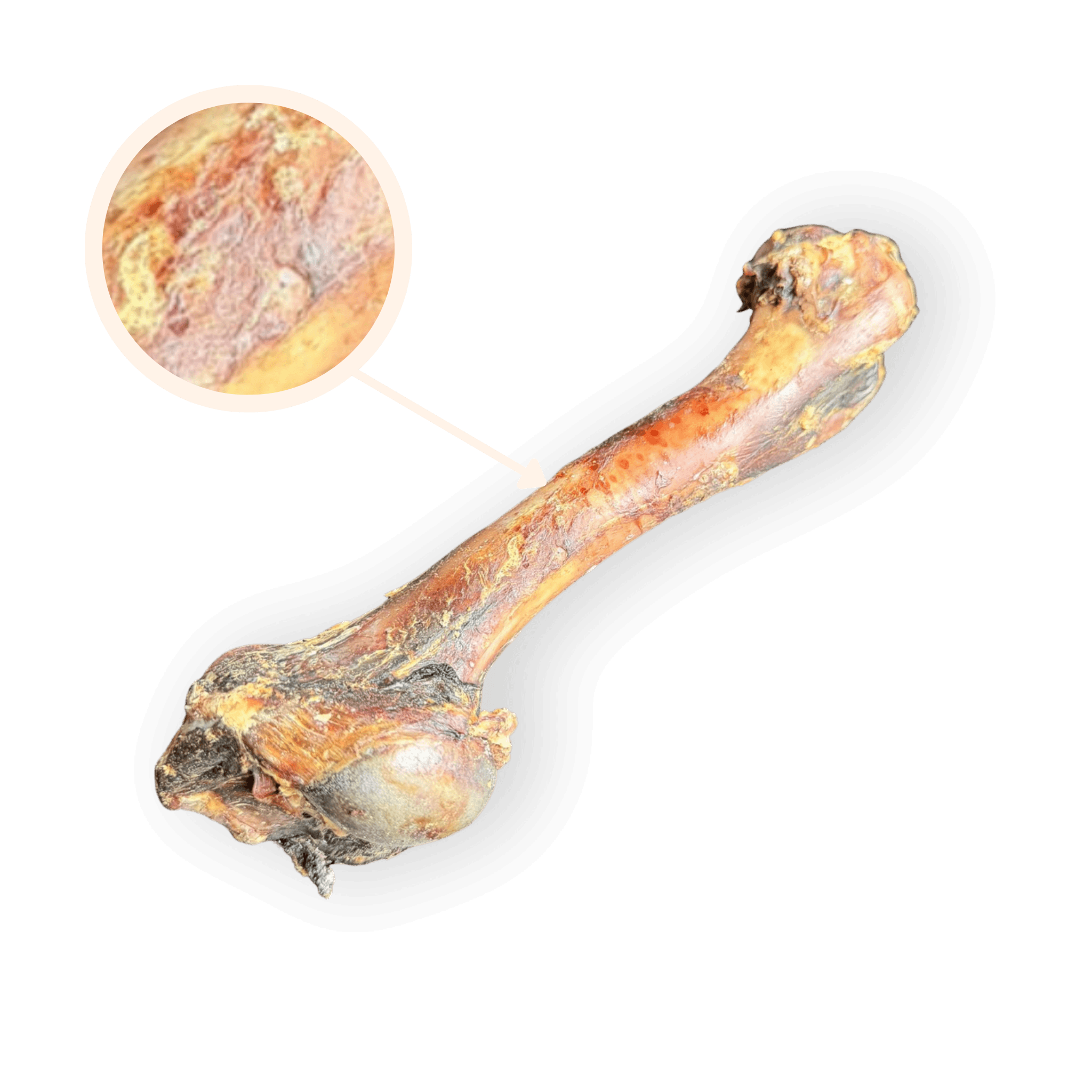 Nahaufnahme eines Wildschweinknochen-Kauartikels; eine Lupe zeigt die Fleischreste und die Struktur des harten Kausnacks