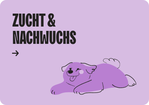 Glücklicher Hund auf lila Hintergrund mit Text über Zucht und Nachwuchs, passend für Lucky's Leckerli.